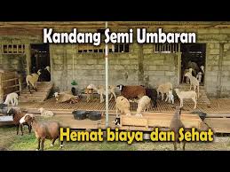 Paku dan perlengkapan lainnya rp 15.000. 78 Farm Yogyakarta Litetube
