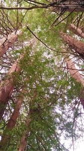 Learn how tall trees can grow, how long they can live, how they help us breathe, what wood can be used for, what the tallest species of trees in the world include the coast redwood, giant sequoia, coast douglas fir, sitka spruce and australian mountain ash. Fun And Surprising California Redwood Tree Facts For Kids