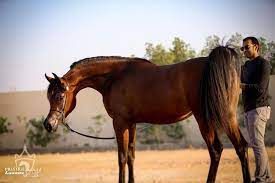 pin on horse lovers