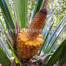 Image result for Pandanus sp. B