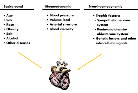 Image result for Left Ventricular Hypertrophy