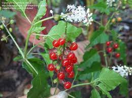 Growing to a height of 6 to 10 feet, it follows pink or white flowers in april with dense clusters of glossy red, edible but. Plant Identification Closed Shrub White Flowers Red Berries 1 By Vitrsna