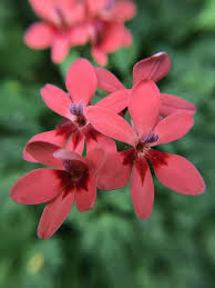 Image result for Freesia laxa