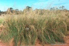 Image result for Eragrostis curvula