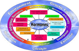 Dehydroepiandrosterone Treatment In The Aging Male What Should The Urologist Know European Urology