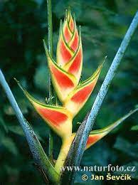 Heliconia Photos Heliconia Images Naturephoto Cz Heliconia Tropical Garden Nature Inspiration