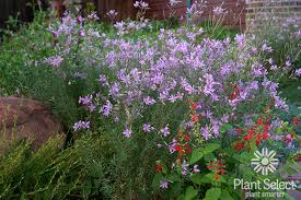 Image result for Epilobium