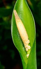 Image result for dieffenbachia flower