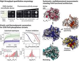 Revealing enzyme functional architecture via high-throughput microfluidic  enzyme kinetics | Science