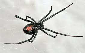 Go to a doctor or emergency room right away. A Guide To Northeast Dallas Spider Identification Star Pest Control