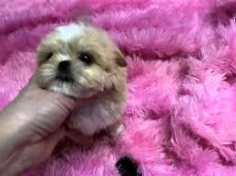 How much does a teacup shih tzu weigh? Imperial Shih Tzu Puppies Imperial Shih Tzu Puppies For Sale Youtube