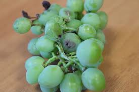 Image result for Lobesia botrana grapevine