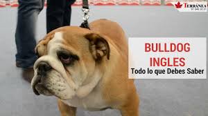 Bulldog Ingles Todo Lo Que Debes Saber Youtube En la actualidad existen diversas razas de perros que atraen la atención de la mayoría de los seres humanos. bulldog ingles todo lo que debes saber