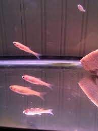 The fathead minnow is found throughout the united states. I Bought Some Rosy Red Minnows From Petco To Feed Up In A Separate Tank For My Aquarium Club