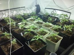 Architecture et culture de l'image au. Erreurs Frequentes Dans La Culture Du Cannabis Alchimia Grow Shop