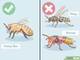 Check spelling or type a new query. 3 Ways To Remove Bees Wikihow
