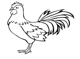 6 foto gambar hewan lucu pada kontes kecantikan ayam sumber gambargambar.co. 98 Gambar Hewan Kartun Ayam Cikimm Com
