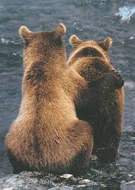 Two Bear Cubs Animal Hugs Bear Cubs Baby Animals Funny