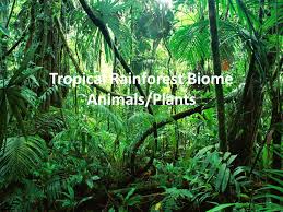 The tropical rainforest biome has a very important role in the fight against global warming. Tropical Rainforest Biome Animals Plants Ppt Video Online Download