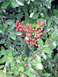 Image result for Pyracantha coccinea red column