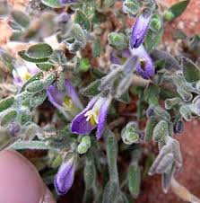 Image result for Polygala usafuensis