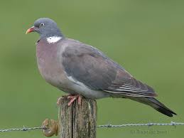Wood Pigeon Houtduif Wood Pigeon Pigeon Pet Birds