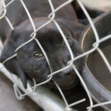 If you have wheels, use the elevator. Home Lucky Dog Animal Rescue