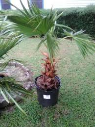 Asian palmyra palm coconut date palm desktop evergreen, coconut, leaf, computer png. Mexican Fan Palm For Sale In Austin Tx 5miles Buy And Sell