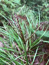 Image result for Phacelurus