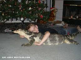 Is It Possible To Keep A Komodo Dragon As A Pet Quora