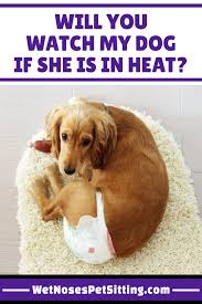 Will You Watch My Dog If She Is In Heat Wet Noses Pet Sitting Pet Sitters Dog In Heat Training Your Dog
