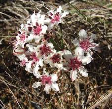 Image result for Cyphia brachyandra