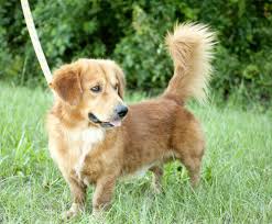 They are also very good guardians of the house and of the property. 13 Gorgeous Golden Retriever Mixes You Just Have To See