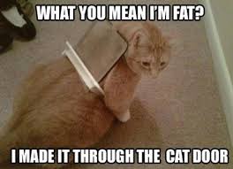 Discover the magic of the internet at imgur, a community powered entertainment destination. Pathetic Cat Imgur
