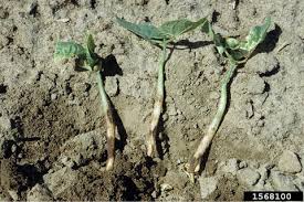 Image result for tomato seedling damping off