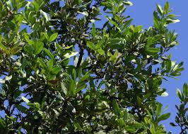 Image result for Diospyros batocana