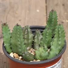Image result for Huernia levyi