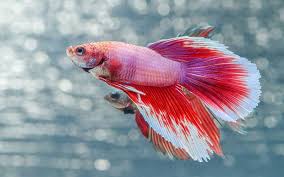 Since many of you ask, the long plants in the back are called jungle val. Betta Fish Archives Fish Guppy