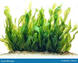 Image result for Syringodium isoetifolium