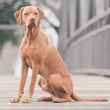 I have been working with vets now for 5 years dealing with all sorts of animals needing emergency care. Large Mixed Breed