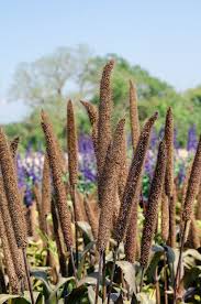 Image result for Cenchrus americanus