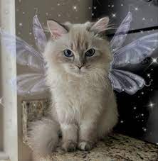 Pin By Anto On Random In 2021 Cute Animals Animals Cats