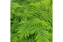 Image result for Pteris dentata