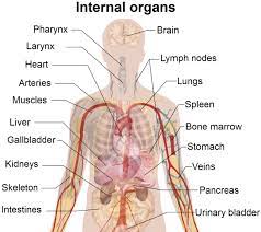 The following human organ diagram shows you the front and back view of the human body diagram. Back Side Of Human Body Male Organ Back Side Male Organ Back Side Anatomy Of The Human Body Human Body Organs Human Body Diagram Human Body Facts