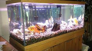Yuk, disimak cara merawat ikan hias di akuarium berikut ini 20 Cara Memelihara Ikan Aquarium Agar Tidak Mati Arenahewan Com