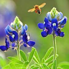 Check spelling or type a new query. Texas Bluebonnet 50 Thru 1lb Seeds Blue Violet Tx State Flower Heirloom 317c Wildflower Seeds Blue Bonnets I Love Bees