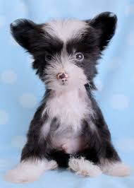 Some chinese crested puppies for sale may be shipped worldwide and include crate and veterinarian checkup. Powder Puff Chinese Crested Puppies Chinese Crested Puppy Chinese Crested Chinese Crested Dog