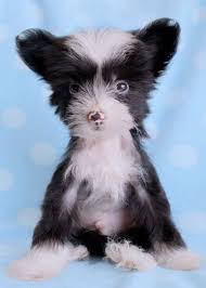 Your account has not been activated. Powder Puff Chinese Crested Puppies Chinese Crested Puppy Cute Animals Chinese Crested Dog