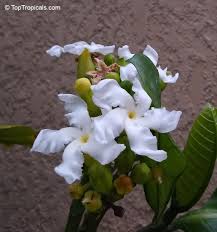 Image result for Tabernaemontana crassa