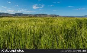 Image result for Eragrostis tef